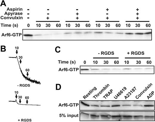 Figure 3. Arf6-GTP decreases upon GPVI activation. (A) Washed platelets were incubated in the presence or absence of 2 mM aspirin with stirring for 30 minutes at 37°C, or in the presence or absence of 0.37 units/mL apyrase for 1 minute prior to the stimulation with 0.1 μg/mL convulxin. Platelets were lysed at the designated time points, and the clarified supernatants were used to pull down Arf6-GTP. Arf6 was detected by Western blot. (B-C) Washed platelets were incubated in the presence or absence of 500 μM RGDS peptide for 1 minute at 37°C, and stimulated with 0.1 μg/mL convulxin. Platelets were lysed at the designated time points and the clarified supernatants were used to pull down Arf6-GTP, followed by Western blot using an anti-Arf6 antibody. (B) Aggregation traces are shown with arrows where time points were taken. (D) Washed platelets were stimulated with the following agonists for 3 minutes and extracts were used to analyze Arf6-GTP levels: thrombin (0.3 U/mL), TRAP (20 μM), U46619 (1 μM), A23187 (1 μM), convulxin (0.1 μg/mL), ADP (10 μM).