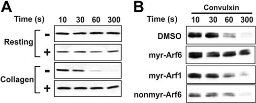 Figure 5. Myr-Arf6 peptide affects Arf6-GTP hydrolysis. (A) Washed platelets (4 × 108/mL) were incubated with DMSO (–) or myr-Arf6 peptide (+, 25 μM) for 2 minutes with stirring at 37°C, followed by stimulation with 10 μg/mL collagen. After incubation for the indicated times, platelets were lysed and the supernatants were analyzed for Arf6-GTP. (B) Washed platelets were incubated with DMSO or indicated Arf peptides (25 μM) for 2 minutes with stirring at 37°C, followed by stimulation with 0.1 μg/mL convulxin. After incubation for the indicated times, platelets were lysed and the supernatants were analyzed for Arf6-GTP.