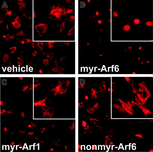 Figure 6. Myr-Arf6 peptide inhibits F-actin formation. Washed platelets were treated with DMSO (A) or 25 μM myr-Arf6 (B), myr-Arf1 (C), or nonmyr-Arf6 (D) peptides for 5 minutes at 37°C. After washing, the platelets were allowed to bind to collagen-coated coverslips for 10 minutes at 37°C, fixed with 3.7% formaldehyde, and quenched with 50 mM NH4Cl. TRITC-conjugated phalloidin in 10% FBS/PBS with 0.2% saponin was used to stain for F-actin. Images were taken using a SPOT CCD camera, model 9.0 monochrome-6 (Diagnostic Instruments, Sterling Heights, MI) and processed using SPOT Advanced software, version 4.1.1 (Diagnostic Instruments). Only contrast and brightness were adjusted with Photoshop 7.0 software (Adobe, San Jose, CA).