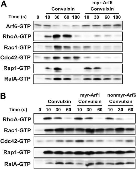 Figure 7. Myr-Arf6 peptide blocks the activation of Rho family GTPases. Washed platelets (4 × 108/mL) were incubated with DMSO or indicated Arf peptides (25 μM) for 2 minutes with stirring at 37°C, followed by stimulation with 0.1 μg/mL convulxin for the indicated times (A-B). The platelet suspensions were lysed and the supernatants were used to pull down the indicated small GTPases, as described in “Materials and methods.” Western blots were performed using anti-Arf6, anti-Rap1, anti-RalA, anti-Rac1, anti-Cdc42, and anti-RhoA antibodies.
