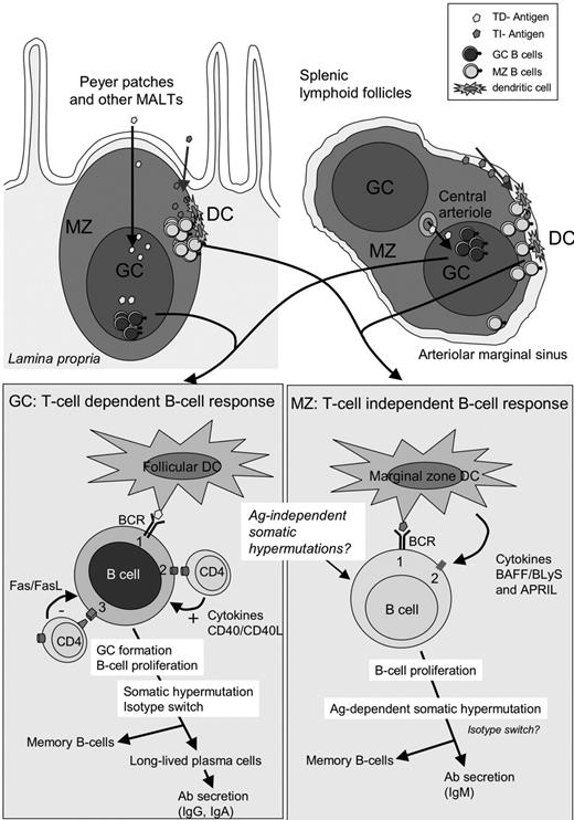 Figure 2. Organization of the lymphoid organs and B-cell responses. Top: Schematic view of a Peyer patch (left) and lymphoid follicles in the spleen (right) surrounded by the arteriolar marginal sinus. MZ indicates marginal zone; GC, germinal center; DC, dendritic cell; and FDC, follicular dendritic cell. The marginal zone is less conspicuous in the lymph nodes. Bottom left: Antigens having access to B-cell follicles are presented to B cells by FDCs. Antigen-specific B cells are activated by their BCR (signal 1) and proliferate, leading to the formation of the GC. Costimulation (signal 2) is provided by T-cell–derived cytokines and CD40L-CD40 interactions. GC T cells also express FasL, and autoreactive B cells (expressing Fas) are deleted by FasL-Fas interactions. Bottom right: Antigens captured in the blood by dendritic cells or directly accessing the MZ are presented to MZ B cells. MZ B cells are activated by BCR signal (signal 1). Costimulation (signal 2) is provided by DC-derived cytokines and the tumor necrosis factor superfamily member BAFF/BLyS or APRIL. Activated MZ B cells rapidly differentiate into plasma cells that secrete large amounts of IgM. In MZ B cells, mutations in immunoglobulin genes are acquired either during ontogeny in an antigen-independent fashion26 or during T-cell–dependent responses occurring in the GC.27
