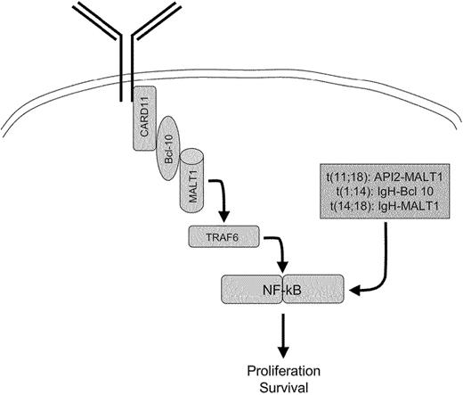 Figure 5. Gastric MALT lymphoma translocations lead to a bypass of the BCR-mediated NF-κB activation.