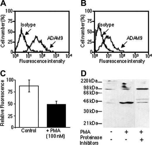 Figure 2. Human myeloma cells shed ADAM-9. (A) Flow cytometric analysis of ADAM-9 expression on the surface of RPMI-8226 myeloma cells. (B) Flow cytometric analysis of ADAM-9 expression on the surface of RPMI-8226 myeloma cells incubated in the presence of PMA. (C) Comparison of mean fluorescence values (±95% CI) from cells incubated in the presence or absence of PMA demonstrated a reduction in ADAM-9 expression in PMA-treated cells. (D) Western blot analysis of ADAM-9 in media conditioned by RPMI-8226 cells incubated in the presence or absence of PMA and/or proteinase inhibitors. PMA stimulated an increase in the 44-kDa product that was blocked with proteinase inhibitors.