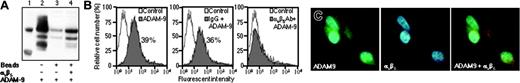Figure 4. ADAM-9 interacts with αvβ5 integrin directly. (A) Western blot analysis of ADAM-9 immunoprecipitated with αvβ5 integrin. Lane 1, protein marker; lane 2, recombinant ADAM-9 alone; lane 3, αvβ5-integrin antibody–conjugated beads, in the absence of recombinant αvβ5 integrin, showing only trace amounts of ADAM-9 reactivity; lane 4, ADAM-9 immunoprecipitated with the αvβ5-integrin antibody–conjugated beads, in the presence of αvβ5 integrin, showing strong staining for ADAM-9. (B) Flow cytometric analysis of hOBs incubated with or without control IgG or anti–αvβ5-integrin antibody prior to addition of recombinant ADAM-9. Isotype control antibody is shown in white histograms and ADAM-9 staining in gray histograms. The αvβ5-integrin antibody prevented ADAM-9 staining. (C) FIC of hOBs stained for ADAM-9 (green staining) and αvβ5 integrin (red staining). Nuclei were counterstained with DAPI. Colocalization of ADAM-9 and αvβ5 integrin is shown in the right panel as orange staining. Cells were examined with an objective magnification of × 100 (1.3 NA).
