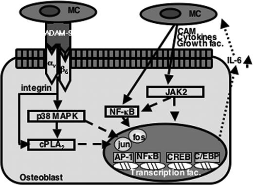Figure 7. A model for the mechanism of ADAM-9–mediated IL-6 production by osteoblasts in multiple myeloma. Myeloma cells (MC) express ADAM-9, which interacts directly with αvβ5 integrin on osteoblasts to induce IL-6 production via the p38 MAPK and cPLA2 pathways. Myeloma cells also regulate IL-6 production in osteoblasts via alternative mediators through JAK2 and NF-κB pathways. CAM indicates cell adhesion molecules.