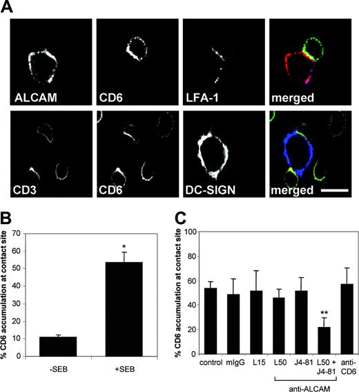 Figure 5. CD6 and ALCAM accumulate at the contact site between DCs and T cells in the presence of SEB. (A) Mature DCs were preincubated with 1 μg/mL SEB and subsequently mixed with PBLs of an unrelated donor in a 1:10 ratio for 15 minutes at 37°C. Cell conjugates were mounted on poly(l)lysine–coated slides and stained for ALCAM (red), CD6 (green), and LFA-1 (blue), or DC-SIGN (blue), CD6 (green), and CD3 (red). Scale bar represents 10 μm. (B) The percentage of CD6 accumulation at the contact site was scored relative to the total number of DC–T-cell contacts counted. Mean ± SEM of 6 independent experiments is shown. (C) Prior to mixing, DCs (SEB-preincubated) and PBLs were incubated with 20 μg/mL antibody against LFA-1 (L15), ALCAM (L50 and/or J4-81), anti-CD6, or control mouse IgG for 30 minutes on ice. Antibodies remained present during conjugate formation. The percentage of CD6 accumulation was calculated as described for panel B. Mean ± SEM of 6 independent experiments is shown. Asterisks indicate statistically significant differences (Student t test, *P < .001; **P < .05).