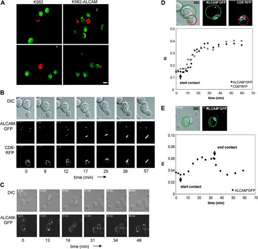 Figure 6. Dynamic redistribution of ALCAM and CD6 during the formation of T-cell–APC conjugates. (A) Jurkat-CD6*RFP cells were mixed with CFSE-labeled K562 or K562-ALCAM cells in a 1:1 ratio and incubated for 20 minutes at 37°C. Cells were mounted on poly(l)lysine coated slides and analyzed by fluorescence microscopy. Scale bar represents 10 μm. (B-C) Jurkat-CD6*RFP cells were allowed to adhere onto fibronectin-coated slides and K562-ALCAM*GFP cells were added in a 1:2 ratio. Each time point shows the DIC images merged with the fluorescence images of the Jurkat and K562 cells taken from the video at the indicated time points. Time frames were selected based on clear redistribution events. Representative examples of ALCAM and CD6 relocalization at the Jurkat/K562-ALCAM interface (B) and the K562-ALCAM/K562-ALCAM interface (C) are shown. (D-E) Fluorescence intensity of ALCAM*GFP (♦) and CD6*RFP (▪) in a fixed region of the synapse between Jurkat and K562-ALCAM (D) or 2 K562-ALCAM cells (E). The fluorescence intensity in the synapse region (light blue) was divided by the average intensity measured in the whole cell (ALCAM-expressing K562 cells represented in green and CD6-expressing Jurkat cells in red), as indicated in the top panels. These values, representing the recruitment index (RI), were calculated for each imaging time point and plotted on the diagrams. RI values of 1 representative conjugate (out of 3 independent experiments) are shown.