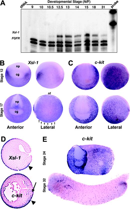 Figure 1. Xenopus steel and c-kit are expressed at the right time and place to support primitive blood development. (A) Ribonuclease protection analysis of the temporal pattern of expression of Xsl-1. FGFR is included as a loading control and protects a doublet. (B-C) Expression of Xsl-1 (B) and c-kit (C) analyzed by whole-mount in situ hybridization at stages 12 and 17; cg indicates cement gland; nf, neural fold; np, neural plate. Arrows point to prospective VBI. (D) In situ hybridization of Xsl-1 and c-kit riboprobes to sagittal sections of stage 12.5 embryos. Both are expressed in the ectoderm (arrowhead), whereas c-kit is also expressed in prospective ventral mesoderm (arrow). (E) Expression of c-kit analyzed by whole-mount in situ hybridization at stages 24 and 32.