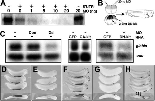 Figure 2. Xsl and c-kit function are required for primitive erythropoiesis in Xenopus. (A) Xsl-1 RNA containing (+) or lacking (–) the 5′ UTR sequence targeted by the antisense MO was translated in vitro in the presence of increasing doses of MO. Radiolabeled translation products were analyzed by SDS-PAGE and autoradiography. (B) Schematic representation of experiments shown in panels C-H. MOs were targeted to prospective ectoderm by injection into the animal pole and DN-kit mRNAs were targeted to the prospective VBI by injection near the marginal zone. Embryos were allowed to develop to stage 33/34 for analysis of globin. (C) Northern blot analysis of expression of globin and odc (loading control) in embryos injected with MOs or synthetic RNAs as indicated above each lane. (D-H). Whole-mount in situ hybridization analysis of expression of globin in embryos injected with control MO (D), Xsl MO (E), GFP RNA (F) DN-kit RNA targeted to the entire VBI (G), or DN-kit RNA targeted to the posterior VBI only (denoted by arrows; H). Anterior is to the right. The bottom embryo in each panel is a ventral view; all other embryos are shown in a lateral view.
