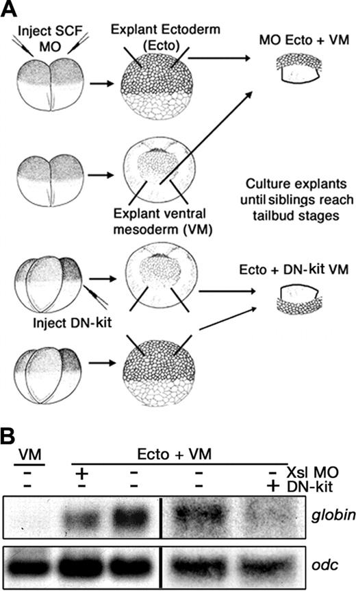 Figure 3. Expression of Xsl in the ectoderm and activation of c-kit in the mesoderm are required for primitive erythropoiesis. (A) Schematic showing experimental design. Recombinants were cultured until stage 33/34, pooled, and analyzed for expression of globin. (B) Northern blot analysis of globin and odc expression in mesoderm (VM) or ectoderm/mesoderm (Ecto/VM) recombinants generated from control embryos or from embryos that had been injected with Xsl MOs or DN-kit RNA as indicated above each lane.