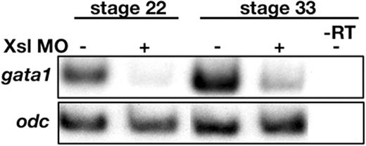 Figure 4. Loss of gata1 expression in Xsl MO-injected embryos. Expression of gata1 in control and Xsl MO-injected embryos was assayed by semiquantitative RT-PCR at stages 22 and 33. Reverse transcriptase was omitted from one set of samples (–RT) as a control for genomic contamination.
