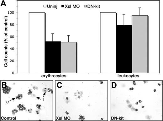 Figure 5. Xsl function is required for differentiation of primitive erythrocytes but not leukocytes. (A) Number of erythrocytes and leukocytes in tadpoles that had been injected with Xsl MOs (▪) or with DN-Kit RNA (▦) expressed as a percentage of cell number in control embryos (□). Error bars show the SEM. Pooled results from 3 independent experiments are presented. (B-D) Wright-Giemsa stained cytospins of representative samples from control (B), Xsl MO- (C), and DN-kit– (D) injected embryos; e indicates erythrocyte; l, leukocyte.