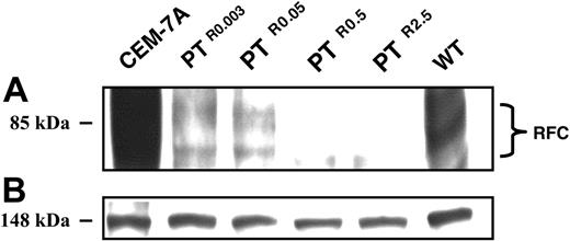 Figure 5. Western blot analysis of RFC expression in CCRF-CEM cells and their PT523-resistant sublines. Microsomes were isolated from exponentially growing cells and proteins were extracted using a Triton X-100-containing buffer as detailed in “Materials and methods.” Aliquots of microsomal proteins (75 μg) from RFC overxepressing CEM-7A cells, WT cells, and their PT523-resistant sublines were resolved by electrophoresis on 10% polyacrylamide gels containing SDS and electroblotted onto a Nytran nylon membrane (Schleicher and Schuell). Then, the blots were reacted with a peptide antiserum against a C-terminal peptide of human RFC9 and detected by enhanced chemiluminescence (A). An internal 148-kDa protein detected during the Panceau S staining was used to normalize for any differences in protein loading (B).