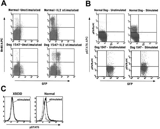 Figure 5. Reconstitution of T-cell function following intravenous gene therapy. (A) Proliferation of PBMCs from in vivo–treated dog 1547 following stimulation with IL-2 as determined by BrdU incorporation by flow cytometry. (B) Flow cytometry analysis for STAT5 phosphorylation in PBMCs from dog 1547 following IL-2 stimulation. A proliferative response and phosphorylation of STAT5 are evident primarily in GFP+ cells. Controls from age-matched normal dogs are shown in the top panels. (C) Comparison of STAT5 phosphorylation in PBMCs from an untreated XSCID dog and a normal dog (gray line indicates prestimulation; black line, after IL-2 stimulation).