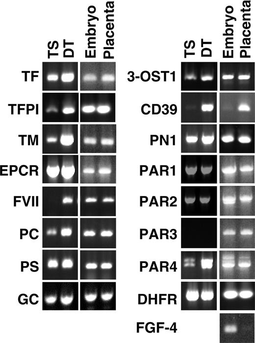 Figure 2. Expression of coagulation-related genes in TS and DT cells and in E8.5 microdissected placenta and embryos determined by semiquantitative RT-PCR. Placenta consisting of trophoblast shell were carefully peeled from the surrounding decidual tissue and separated from Reichert's membrane, visceral yolk sac, and the embryo proper. Dihydrofolate reductase (DHFR; housekeeping gene) and fibroblast growth factor 4 (FGF4; expressed only by the embryo) were included as controls.