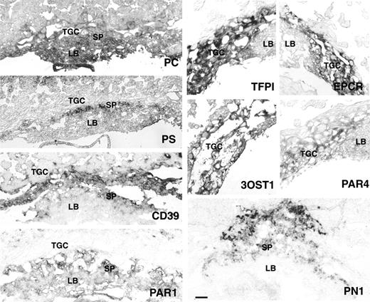 Figure 3. In situ hybridization analysis of PC, PS, CD39, PN1, TFPI, EPCR, 3-OST1, Par1, and Par4 in E9.5 mouse placenta. TGC indicates trophoblast giant cells; SP, spongiotrophoblast cell layer; and LB, labyrinth. TFPI, EPCR, 3-OST1, and PAR4 are expressed in TGC of E9.5 placenta. CD39 expression is observed in TGC and spongiotrophoblasts. PC is expressed in all 3 trophoblast layers. PS, PN1, and PAR1 are expressed in spongiotrophoblast cells. PAR1 expression extends to the labyrinth with staining in fetal blood cells. Bar represents 0.1 mm.