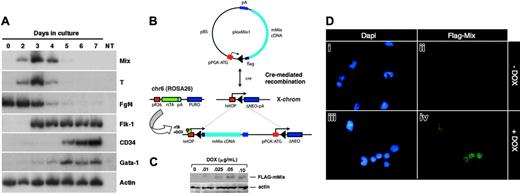 Figure 1. Mouse Mix is activated early during ES cell differentiation and is conditionally expressed in i-Mix ES cell lines. (A) RT-PCR analysis of mMix expression in EBs (E14 line). Controls (-RT, -DNA) were routinely performed. NT indicates minus template control. (B) Strategy for conditional expression of mMix in ES cells. The vector plox-Mix1, encoding amino-terminal FLAG-tagged mMix, was inserted into the X chromosome using Cre-mediated recombination.42 In the presence of DOX, rtTA protein expressed from the ROSA26 locus on chromosome 6 (chr6) can bind to a tetracycline operator (tetOP), and expression of mMix is activated. (C) Western blot analysis of 1 of the 3 i-mMix ES cell lines (clone 2) cultured at different concentrations of DOX. Actin was used as a loading control. (D) Nuclear expression of FLAG-tagged mMix protein in cells from induced i-Mix EBs. Magnification, × 40.