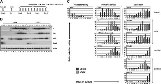 Figure 2. The mesodermal developmental program is accelerated in response to mMix. (A) General experimental protocol for induction and analysis of i-Mix EBs cultured with or without DOX. DOX (0.1 μg/mL) was added on day 1 after plating under differentiation conditions. (B) Semiquantitative RT-PCR analysis of gene expression in i-Mix EBs cultured with or without DOX. EBs were harvested on days 2.0 (lanes 2, 12), 2.3 (lanes 3, 13), 2.6 (lanes 4, 14), 3.0 (lanes 5, 15), 3.3 (lanes 6, 16), 3.6 (lanes 7, 17), 4.0 (lanes 8, 18), 4.3 (lanes 9, 19), 4.6 (lanes 10, 20), and 5.0 (lanes 11, 21). NT (lane 22) indicates minus template control. Expression of T was transient, preceding activation of Flk1 and c-kit. The differentiation program in DOX-induced i-Mix cells was accelerated (see text). (C) Quantitative real-time RT-PCR analysis of primitive streak and early mesodermal gene expression in i-Mix EBs cultured with or without DOX. Expression was normalized to that of a housekeeping gene (for this figure, Gapdh) and expressed as a ratio (see “Materials and methods”).