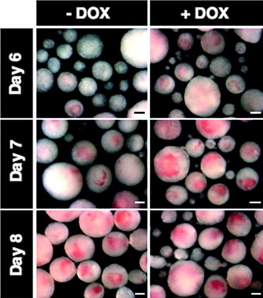 Figure 3. Development of hemoglobin pigment is accelerated in response to mMix. Representative photomicrographs are shown for i-Mix EBs cultured for 6, 7, or 8 days in the presence (+DOX) or absence (–DOX) of doxycycline. Scale bar, 200 μm.