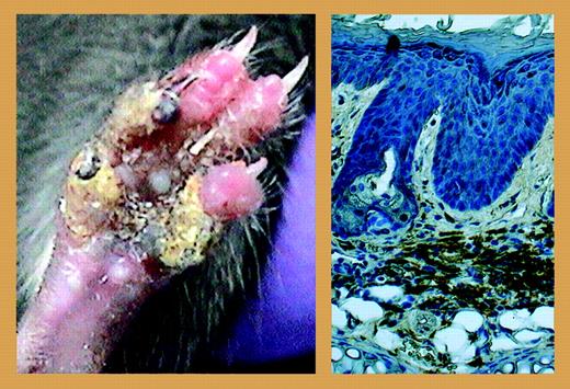 The left panel shows inflammation observed in the homozygous mutant (MaypLp/Lp) mouse, leading to osteolysis and localized necrosis of the digits. The right panel shows extensive infiltrates of F4/80-positive macrophages observed in thickened dermis in ear tissue in the homozygous mutant (MaypLp/Lp) mouse. See the complete figure in the article beginning on page 3350.