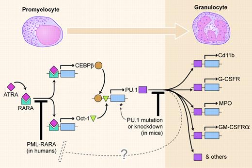 Leukemogenic blocks to PU.1-mediated myeloid differentiation. Two blocks to the pathway are shown: by the PML-RARA fusion gene product in human APL and by reduced function of PU.1 itself in knockdown or radiation-induced mouse acute myeloid leukemia (AML). The dashed line indicates degradation of PML-RARA, possibly induced by PU.1. Illustration by Kenneth Xavier Probst.