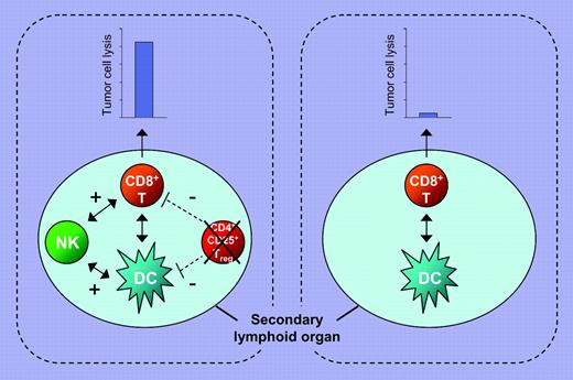 Enhanced tumor antigen–specific CTL response is generated by cross talk between NK cells, DCs, and CD8+ T cells and reduction in CD4+CD25+ T regulatory (Treg) cell numbers at the priming site. Immunization strategies that trigger the innate and adaptive arms of the immune system and reduce the number of Treg cells generate a more effective tumor antigen–specific CTL response (left panel) than those that trigger only the adaptive arm of the immune system (right panel).