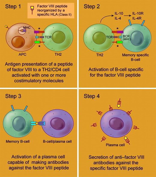 A simplified schema of anti–factor VIII antibody production. Illustration by Frank Forney; adapted from White et al. 1