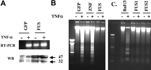 Figure 5. Analysis of apoptosis induced by TNF-α. Treatment of HEK-293 cells carrying the GFP gene alone (A) with TNF-α in the presence of cycloheximide demonstrates induction of transcription of the PAI-2 gene but only the presence of the 47-kDa protein product. Treatment of cells expressing ZNF198/FGFR1 (FUS), which express both cytoplasmic forms of PAI-2 endogenously, with TNF-α has only a marginal effect on RNA and protein levels of PAI-2. When nucleosome laddering, an indicator of apoptosis, is analyzed in the same cells (B) it can be seen that TNF-α induces apoptosis in cells expressing GFP or the exogenous ZNF198 gene (ZNF), but not in cells expressing the ZNF198/FGFR1 gene (FUS). Similarly, BaF/3 cells (C) expressing the fusion kinase are resistant to TNF-α-induced apoptosis compared with the parental cells which are susceptible.