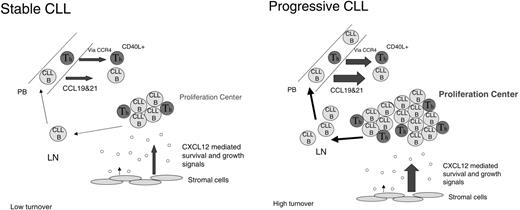 Figure 7. Stable and progressive CLL model. In stable CLL (ZAP-70–), moderate levels of surface CCR7 expression facilitate low levels of CLL cell recruitment to the LN. Once within this environment they are stimulated to produce CCL17 and CCL21 that aid in the recruitment of CD4+CD40L+ Th cells that promote CLL proliferation and survival. In progressive CLL, ZAP-70+ CLL cells have a greater propensity to migrate to the LN, due to increased surface expression of CCR7. The higher numbers of CLL cells within this environment can recruit greater numbers of CD4+CD40L+ Th cells, leading to the formation of more proliferation centers. In addition, the ZAP-70+ CLL cells are more responsive to the survival factor CXCL12. Collectively this will result in an accumulation of CLL cells within the LN, a higher tumor burden, and cellular turnover.