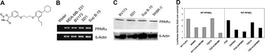 Figure 1. Analysis of expression and function of PPARα and PPARγ in Ph+ ALL cells. (A) Structure of compound TZD18. (B) RT-PCR analysis of the expression of PPARα. Total RNA was isolated, 0.2 μg each RNA sample was applied to RT-PCR, and specific amplification products for PPARα were visualized by electrophoresis and subsequent ethidium bromide staining. Total RNA extracted from the breast cancer cell line MDA-MB-231 was used as a positive control. (C) PPARα expression was determined by Western blot, as described in “Materials and methods.” Total protein isolated from the breast cancer cell line SKBR-3 served as a positive control for PPARα expression. (D) Functional analysis of several PPAR agonists and antagonists. SD1 cells were cotransfected with either a PPARα or a PPARγ expression vector (wt-PPARα or wt-PPARγ), a PPRE reporter vector (PPREx3-tk-luciferase), and a Renilla luciferase vector as an internal control for transfection efficiency. Eighteen hours after transfection, the cells were incubated with PPARα ligand (WY14,643), PPARγ ligand (PGZ), TZD18, PPARα antagonist (MK886), PPARγ antagonist (GW9662), or their combinations for another 24 hours. All drugs were used at 10 μM. After incubation, firefly and Renilla luciferase activities were determined. The firefly luciferase activity was normalized with Renilla luciferase activity and is shown as the fold increase over vehicle-treated controls. The result is a representative of 3 independent experiments.