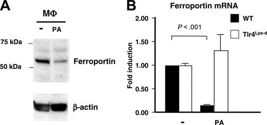 Figure 3. TLR4-dependent ferroportin suppression by neutrophils and macrophages exposed to bacterial pathogens. (A) Western blot of ferroportin production in murine bone marrow derived macrophages stimulated with PA. (B) Real-time PCR for ferroportin mRNA using WT and Tlr4Lps-d bone marrow derived macrophages infected with PA. Quantitative assays performed in triplicate and representative of 3 repeated experiments. Data are shown as mean of values ± SD.