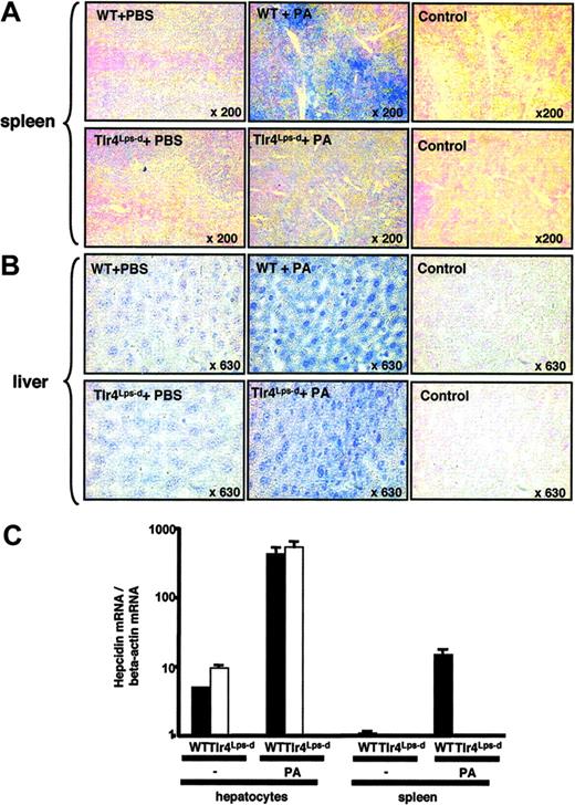 Figure 4. Hepcidin expression in spleen and liver of mice upon systemic infection. Immunohistochemistry using anti-mouse hepcidin antibodies on spleens (A) and livers (B) of mice 4 hours after intraperitoneal challenge with Pseudomonas aeruginosa or PBS control. (C) Real-time PCR for hepcidin-1 mRNA in liver and spleen of WT (CH3/HeouJ) and Tlr4Lps-d (CH3/HeJ) mice challenged for 4 hours with PA. Data are shown as mean ± SD