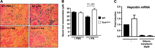 Figure 5. Splenic iron and measure of hypoferremia in WT and Tlr4Lps-d mice upon systemic infection. (A) Iron staining of splenic sections by Perl blue method 24 hour after intraperitoneal challenge with P aeruginosa (PA) or PBS control. (B) Serum iron measurement in WT and Tlr4Lps-d Tlr4Lps-d challenged with PA. (C) Hepcidin mRNA levels in WT and Tlr4Lps-d macrophages upon exposure to iron in the form of diferric transferrin.