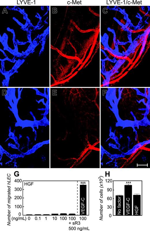 Figure 3. Expression of c-Met on corneal blood vessels but not lymphatic vessels. A rabbit anti–mouse c-Met specific antibody (B) together with a rat anti–mouse Lyve-1 antibody (A) was used for double staining of corneal tissues with implanted growth factors (A-C) or with suture (D-F). Lyve-1–positive signals are in blue and c-Met–positive signals are in red. No overlapping signals were detected between c-Met and Lyve-1 (C,F). Bar = 100 μm. (G) LEC migration stimulated by various concentrations of HGF or VEGF-C). (H) LEC proliferation stimulated by 100 ng HGF or VEGF-C. Numbers represent averages of 3 determinants for proliferation experiments and 4 determinants for chemotactic experiments (± SEM). Images were captured as described in Figure 2.