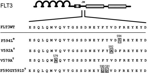 Figure 1. Localization of point mutations in the JM domain of FLT3 (FLT3-JM-PMs) found in patients with AML. The top panel shows the FLT3-WT juxtamembrane protein sequence from aa 573 to 600. Below are the four point mutants found in our study (*) and the study of Stirewalt et al16 (†) in patients with AML.
