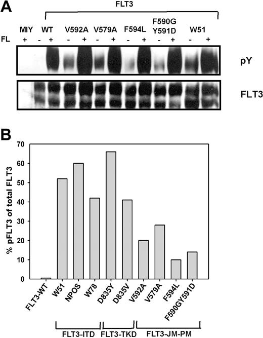 Figure 4. FLT3-JM-PM receptors are constitutively autophosphorylated on tyrosine residues. (A) Lysates of FL-stimulated (100 ng FL /mL for 5 minutes) and unstimulated, serum-starved FLT3-WT-expressing cells, FLT3-JM-PM-expressing cells (FLT3-V592A, FLT3-V579A, FLT3-F594L, and FLT3-F590GY591D), and FLT3-W51-expressing cells were subjected to immunoprecipitation with FLT3 antibody followed by immunoblotting with phospho-tyrosine antibody. Blots were stripped and reblotted with FLT3-antibody. (B) FLT3-ITD-expressing cells (W51, NPOS, and W78) and FLT3-TKD-expressing cells (D835Y and D835V) were analyzed as described in panel A and densitometric analysis was performed using TINA 2.0 software to quantify the percentage of phospho-FLT3 of total FLT3.