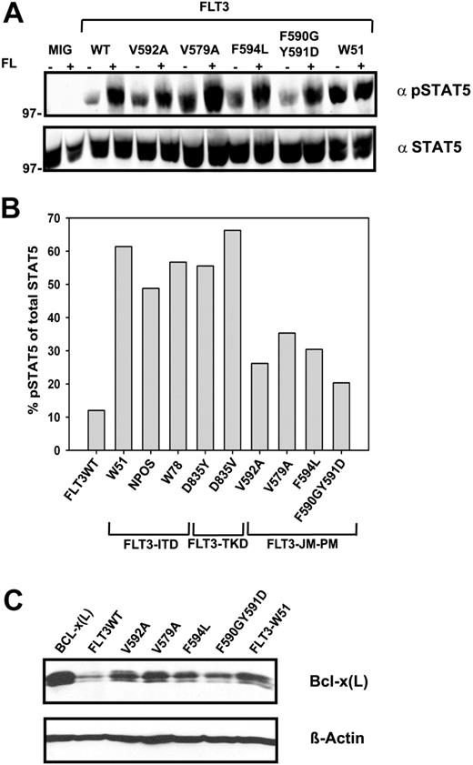 Figure 5. FLT3-JM-PM mutants expressed in Ba/F3 cells show constitutive activation of STAT5 and up-regulation of Bcl-x(L). (A) FLT3-WT, FLT3-W51, FLT3-V592A, FLT3-V579A, FLT3-F594L, FLT3-F590GY591D, or mock-transduced cells were starved for 24 hours in the presence of 0.3% FBS and stimulated with 100 ng FL /mL for 5 minutes. Crude-cell lysates were separated by sodium dodecyl sulfate-polyacrylamide gel electrophoresis (SDS-PAGE) and blotted on a nitrocellulose membrane. Blots were incubated with anti-phospho-STAT5 antibody, stripped, and reblotted with anti-STAT5 antibody. (B) FLT3-ITD-expressing cells (W51, NPOS, and W78) and FLT3-TKD-expressing cells (D835Y and D835V) were analyzed as described in panel A, and the films were subjected to densitometric analysis to quantify the percentage of phospho-STAT5 in relation to total STAT5 amount in unstimulated cells. (C) Crude-cell lysates were subjected to Western blot analysis using a monoclonal antibody against Bcl-x(L). Bcl-x(L) overexpressed in Ba/F3 cells served as a positive control. Equal protein loading in all lanes was confirmed by immunoblotting using an anti-β-actin antibody.