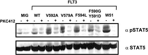 Figure 6. PKC412 inhibits autophosphorylation of STAT5 in Ba/F3 cells expressing JM point-mutated FLT3 receptors. Mock cells and cells expressing FLT3-WT, FLT3-W51, FLT3-V592A, FLT3-V579A, FLT3-F594L, and FLT3-F590GY591D were starved for 24 hours and treated with 50 nM PKC412 1 hour before cell lysis. Cell lysates were subjected to Western blot analysis using polyclonal anti-phospho-STAT5 antibody. Blots were stripped and reblotted with polyclonal anti-STAT5 antibody.