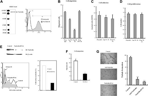 Figure 2. Nucleolin mediates cell migration and tubule formation. The binding specificity of employed antinucleolin Ab was shown in panel A. Indicated concentrations of Ab were incubated with HMECs to neutralize cell-surface nucleolin, and the assays of cell adhesion (B), cell migration (C), and cell proliferation (D) were performed. Purified rabbit IgG served as a positive control. Neutralizing cell-surface nucleolin significantly inhibited cell migration but only marginally affected cell adhesion and did not affect cell proliferation. Anti-CD71 was employed in cell migration assay as a control. (E) The efficiency of RNAi was detected by immunoblotting, and the reduction of cell-surface nucleolin was quantified by FACS. (F) Knocking down the endogenous nucleolin in HMECs led to apparent reduction of cell migration. (G) Tubule formation of ECV304 on growth factors supplemented Matrigel in response to 20 μg/mL antinucleolin Abs or interfered with their endogenous expression of nucleolin. Bar, 100 μm. *P < .05; ***P < .01.