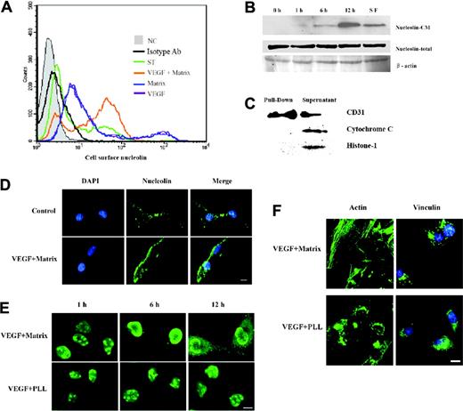 Figure 3. Translocation of nucleolin is mediated by VEGF and extracellular matrix. (A) Cell-surface nucleolin of HMECs was determined by FACS as described in “Materials and methods.” For the histograms, NC indicates negative control; isotype Ab, isotype Ab control; ST, serum-starved cells; Matrix, HMECs grown on coated matrix protein-fibronectin; VEGF, HMECs cultured with serum-free medium containing 10 ng/mL VEGF. In HMECs grown on fibronectin, VEGF significantly enhanced the surface expression of nucleolin, but the 2 factors have only a marginal effect. (B) HMECs grown on fibronectin were stimulated by 10 ng/mL VEGF for 0 hours, 1 hour, 6 hours, or 12 hours, and then restarved by serum-free medium (SF). The membrane proteins were biotinylated and pulled down by strepavidin-conjugated agarose; meanwhile, total proteins were from whole-cell lysate. Both fractions were subjected to immunoblotting by antinucleolin Abs. The amount of nucleolin in cell membrane (nucleolin-CM) increased following VEGF stimulation and decreased without stimulation; however, during the process, the amount of nucleolin in whole cells (nucleolin-total) did not change. β-actin was used as a loading control. (C) Cell membrane protein CD31, cytoplasmic protein cytochrome C, and nuclear protein Histone-H1 were detected in both streptavidin pull-down fraction and supernatant, to prove that the streptavidin matrix sharply separates biotinylated from nonbiotinylated proteins, and to exclude the traces of nucleolar proteins. (D) After HMECs were plated on immobilized fibronectin (FN) or poly-L-lysine (PLL), the distribution of nucleolin (green) was visualized by immunofluorescence at different times. Bar, 10 μm. (E) Cell-surface nucleolin (green) and nuclei (blue) in HMECs grown on immobilized FN or PLL were stained. Cells were not permeabilized here to visualize cell surface proteins. Bar, 10 μm. (F) During the translocation of nucleolin, stress fibers and focal adhesion formed simultaneously. Actin filaments were stained by FITC-phalloidin (green) and focal adhesion complexes were visualized by indirect immunostaining of vinculin (green). Nuclei were counterstained with DAPI (blue). Bar, 10 μm.