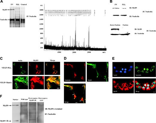 Figure 4. Nucleolin anchors to intracellular MyH9 during angiogenic. (A) Cell-free lysate was prepared from HMECs grown on immobilized FN or PLL. Co-IP was performed with antinucleolin Ab and purified rabbit IgG as a control. The arrows indicate the precipitated protein band, which was identified as MyH9 by MALDI-TOF analysis. The SDS-PAGE gel was silver stained and the finger printing map was indicated. (B) Co-IP was performed as described for panel A, and the precipitated proteins were then blotted (IB) with antibodies against MyH9 or nucleolin. The nuclei of HMECs grown on immobilized FN were extracted; then both nuclear and extranuclear fraction were lysed to perform co-IP with the same condition. (C) Distribution of actin filament (green) and MyH9 (red) in HMECs grown on immobilized FN or PLL were analyzed. Bar, 10 μm. (D) Upon attachment to matrix and stimulation by growth factors, endothelial cells form a tubule structure; meanwhile, nucleolin (red) translocated to extra-nuclei and colocalized with MyH9 (green). Nucleolin and MyH9 were stained by indirect immunofluorescence. Bar, 10 μm. (E) Under normal conditions without matrix and growth factors supplements, nucleolin (green) stayed in nuclei and MyH9 (red) was located in cytosol. The nuclei (blue) were counterstained with DAPI. Bar, 10 μm. (F) The MyH9ΔN-GFP was pulled down by antinucleolin Ab.