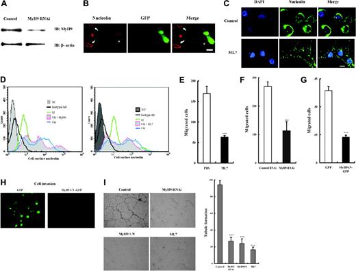 Figure 5. MyH9 is essential for the angiogenic function of nucleolin. (A) MyH9-RNAi suppressed the expression of MyH9. After being transfected with control or MyH9 siRNA expression vectors, HMECs were lysed and subjected to immunoblotting analysis with anti-MyH9 Ab, and anti–β-actin as a sample loading control. (B) MyH9-RNAi diminished cell-surface nucleolin. After cotransfection with GFP and MyH9 siRNA expression vectors, HMECs were fixed without being permeabilized to visualize cell-surface nucleolin (red). Arrows indicate GFP-negative cells, and asterisks show GFP-positive cells in which expression of MyH9 was inhibited. Bar, 20 μm. (C) Without being permeabilized, the ML7-treated HMECs and cell nucleolin (green) were stained and the nuclei (blue) were counterstained with DAPI. PBS was added as a control. Bar, 10 μm. (D) The amount of cell-surface nucleolin of HMECs was determined by FACS as described in “Materials and methods.” For the histograms, NC indicates negative control; isotype Ab, isotype Ab control; ST, serum starved; VM, cultured on Matrigel supplemented with 10 ng/mL VEGF; MyH9i, RNAi against MyH9; ML7, treated cells with 5 μM ML7. Suppression of the endogenous MyH9 led to reduction of cell-surface nucleolin. HMECs were subjected to the following treatment: ML7-treated (E); down-regulated MyH9 by MyH9 RNAi (F); overexpressed MyH9ΔN-GFP (G), and then the migration of HMECs was analyzed as described in “Materials and methods.” ***P < .01. (H) MyH9ΔN-GFP was overexpressed in ECV304, and then a cell-invasive assay was performed; cell invasion was significantly inhibited by overexpressed, deficient MyH9. Overexpressed GFP was used as a control. Bar, 50 μm. (I) ECV304 cells were subjected to the following treatment: ML7-treated; down-regulated MyH9 by MyH9 RNAi; overexpressed MyH9ΔN-GFP; and then the tubule formation of each group was analyzed as described in “Materials and methods.” Bar, 100 μm. ***P < .01.