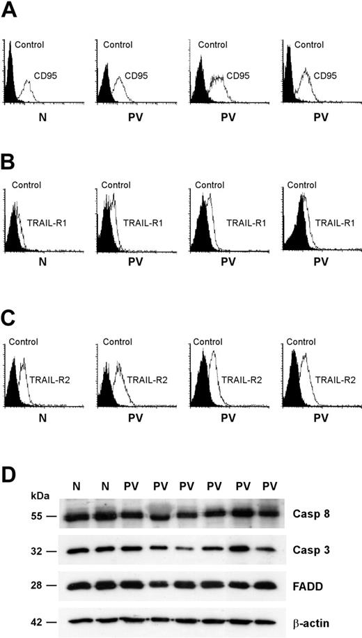 Figure 5. Expression of CD95 and TRAIL receptors and effectors in normal and PV erythroblasts. Erythroid precursors derived from CD34+ cells of healthy donors (N) and patients with PV (PV) were cultivated in standard erythroid medium and, at day 8 of differentiation, analyzed for membrane expression of CD95 (A), TRAIL receptor-1 (B), and TRAIL receptor-2 (C). Data are representative of the results obtained with the 13 patients with PV shown in the previous figures. (D) Western blot analysis of the CD95 signal transducers FADD, caspase-3, and caspase-8. Results shown are representative of experiments performed with erythroblasts derived from CD34+ cells of 5 healthy donors and 9 patients with PV.