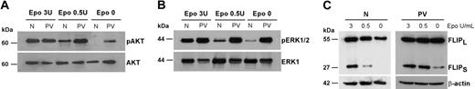 Figure 6. Akt/PKB and ERK kinase phosphorylation and c-FLIP levels in normal and PV erythroblasts. (A) Western blot analysis of phospho-Akt/PKB levels in normal (N) erythroblasts and in erythroblasts derived from patients with PV harboring the JAK2 V617F mutation (PV). Erythroblasts at day 7 of unilineage erythroid culture were incubated for 48 hours in standard erythroid medium with 3 U/mL EPO or 0.5 U/mL EPO or for 24 hours without EPO. (B) Western blot analysis of phospho-ERK 1/2 levels in normal erythroblasts (N) and in erythroblasts derived from patients with PV harboring the JAK2 V617F mutation (PV), treated as in panel A. (C) Expression of the c-FLIPlong (FLIPL) and c-FLIPshort (FLIPS) proteins in normal (N) and PV (PV) erythroblasts. Cells were cultivated for 7 days in standard erythroid medium and treated as in panel A. Results shown in panels A to C are representative of experiments performed with erythroblasts derived from CD34+ cells of 5 healthy donors and 5 patients with PV harboring the JAK2 V617F mutation.