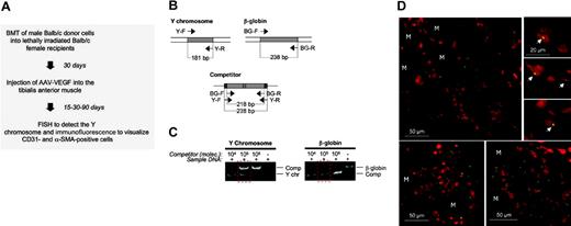 Figure 3. Sex-mismatch bone marrow transplantation model. (A) Flow chart of the experimental procedure. Unfractionated BM cells from male Balb/c donor mice were transplanted into lethally irradiated syngenic female recipients. After hematopoietic recovery, the efficiency of engraftment was evaluated by competitive PCR by quantifying the copies of donor-specific Y-chromosome sequences in the bone marrow of the animals that received a transplant, using β-globin as reference gene. (B) Schematic representation of the templates for quantitative PCR. Amplification of the Y-chromosome sequence and of the β-globin gene were obtained with primer pairs Y-F/Y-R and BG-F/BG-R, respectively. The multicompetitor used for competitive PCR contains a core sequence of 218 bp, corresponding to a 20-bp–deleted version of the mouse β-globin amplification fragment, flanked by Y-F and Y-R primer sequences. (C) Example of competitive PCR amplification. Fixed amounts of sample DNA from PBMCs were mixed with scalar amounts of the multicompetitor DNA and PCR amplified with the 2 primer pairs. After amplification, the gels were stained with ethidium bromide and the competitor (Comp), Y chromosome (Y chr), or β-globin DNA bands were quantified. According to the principles of competitive PCR, the ratio between the amplification products in each reaction is linearly correlated with the input DNA amounts for the 2 DNA species. Dashed red boxes indicate the point of equivalence. (D) Examples of FISH analysis on muscle sections from mice that received a transplant at 30 days after injection of AAV-VEGF, using a mouse-specific Y-chromosome probe labeled with FITC. The green dots, indicated by arrows in the enlargements, correspond to Y-chromosome–specific signals. Red indicates nuclei stained by propidium iodide; and M, muscle fibers. Images in panel D were obtained using a Zeiss LSM510 confocal microscope (Carl Zeiss, Göttingen, Germany), equipped with an Axiovert 100M reverse microscope and 40 ×/0.75 NA and 100 ×/1.30 NA oil objectives. LSM510 software 3.2 was used for image acquisition. Pictures were assembled with Adobe Photoshop 7.0 software.