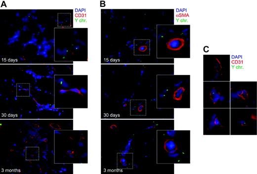 Figure 4. Immuno-FISH analysis of VEGF-treated muscles of mice that received a transplant at 15 days, 30 days, and 3 months after vector injection. Immunofluorescence staining for endothelial (CD31; A) and smooth muscle (α-SMA; B) antigens was combined with Y-chromosome fluorescent in situ hybridization. The vast majority of cells expressing either of the 2 markers were not found to contain a Y chromosome (enlargements in panels A and B). Very rare cells (< 1% of total Y-chromosome–positive nuclei) were positive for CD31 and Y-chromosome markers (shown in the enlargements in panel C); cells of donor origin and positive for the α-SMA antigen were never found in the tunica media of vessels. Blue indicates nuclei stained with DAPI; red, (A) CD31- and (B) α-SMA–positive cells; and yellow, Y chromosome.
