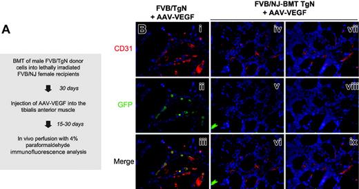 Figure 5. FVB/TgN transgenic mouse bone marrow transplantation model. (A) Flow chart of the experimental procedure. BM from FVB/TgN transgenic mice, expressing GFP under the transcriptional control of the endothelial specific Tie2 promoter, was transplanted into lethally irradiated FVB/NJ wild-type recipients 30 days before treatment with AAV-VEGF. (B) Immunostaining for the endothelial-specific CD31 and GFP markers in muscle sections of VEGF-treated mice at 1 month after vector injection. In the FVB/TgN transgenic control mouse, most of the endothelial cells also stained positive for GFP (i-iii). In contrast, no Tie2-GFP–positive cells were found within the cellular infiltrates or incorporated into the wall of the newly formed vessels in the FVB/NJ-BMT TgN chimeric mice (iv-ix). Red indicates CD31+ cells; green, GFP; and blue, nuclei stained with DAPI.