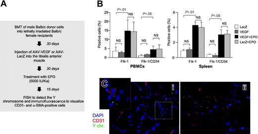 Figure 6. Erythropoietin (EPO) mobilizes bone marrow cells with an EPC phenotype that are recruited to the sites of neovascularization but are not incorporated in the neovessels. (A) Flow chart of the experimental procedure. Sex-mismatched AAV-VEGF–treated mice that received a transplant were treated with EPO in order to mobilize endothelial progenitor cells from the bone marrow. (B) Flow cytometry analysis of mononuclear cells from peripheral blood and spleen. Animals treated with EPO (but not those injected with AAV-VEGF or AAV-LacZ) showed a significant increase of Flk-1+ and Flk-1+/CD34+ cell populations, indicative of the mobilization of endothelial progenitors. Data (mean ± SD from 10 animals per group) represent the percentage of positive cells in the population of light scatter dot plots of monocyte-sized cells (see also Figure S2 and Asahara et al8). NS indicates not significant. (C) Immuno-FISH analysis of VEGF-treated muscle sections of animals treated with EPO. Despite the mobilization of EPCs, there was no increase in the number of Y-chromosome–positive cells expressing the CD31 endothelial markers at the sites of VEGF-induced neovascularization. Red indicates CD31+ cells; green, Y chromosome; and blue, nuclei stained with DAPI.