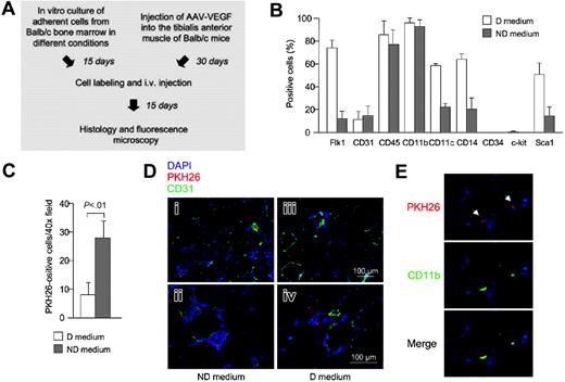 Figure 7. In vitro–cultured bone marrow cells with EPC phenotype home at sites of VEGF-induced angiogenesis but are not incorporated into the vessel wall.(A) Experimental design. Balb/c mice adherent bone marrow cells were cultured in vitro for 15 days in differentiating (D) and nondifferentiating medium (ND; see text) in order to enrich for endothelial progenitor cells. After 15 days, the EPCs were labeled with the PKH26 red fluorescent die and administered intravenously to syngenic recipient mice previously injected with AAV-VEGF in the right tibialis anterior muscle. (B) Flow cytometry phenotypic profile of the cell populations before injection into the animals (mean ± SD of 3 different experiments). (C) Number of PKH16-positive cells infiltrating the sites of VEGF-induced neovascularization at day 15 after cell injection. The cells expanded ex vivo using the ND medium were recruited approximately 4 times more efficiently than those cultivated in differentiating medium (mean ± SD of 3 different experiments). (D) Immunofluorescence analysis for the visualization of CD31 (green) and PKH26 (red). Colocalization of the 2 markers in the same cells was highly infrequent. (E) Immunofluorescence analysis for the visualization of CD11b (green) and PKH26 (red); arrows indicate 2 in vitro–labeled recruited cells. Most of the recruited cells were positive for the myelocytic/monocytic marker CD11b.