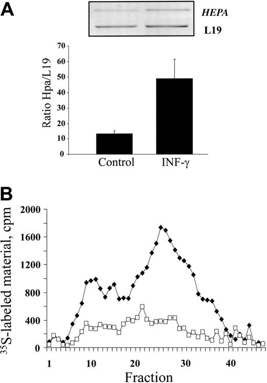 Figure 3. Effects of IFN-γ on heparanase expression in endothelial cells. (A) Semiquantitative RT-PCR. EA.hy926 cells were incubated (16 hours) in triplicate in the absence or presence of 80 ng/mL IFN-γ. RNA was then isolated from the cells, and comparative semiquantitative PCR was performed as described in “Materials and methods.” Aliquots (10 μL) of the PCR products were separated by 1.5% agarose gel electrophoresis and visualized (top). The intensity of each band was quantitated using Scion Image software, and the results are expressed as band intensity relative to that of the housekeeping gene L19. The bars represent the mean ± SD (error bars) of 3 independent experiments (bottom). (B) Heparanase activity. EA.hy926 cells were incubated (16 hours) in the absence (□), or presence (♦) of 80 ng/mL IFN-γ. Cell lysates were normalized for equal protein and incubated (3 hours, pH 6.0, 37°C) with sulfate-labeled ECM. Labeled degradation fragments released into the incubation medium were analyzed by gel filtration on sepharose 6B.